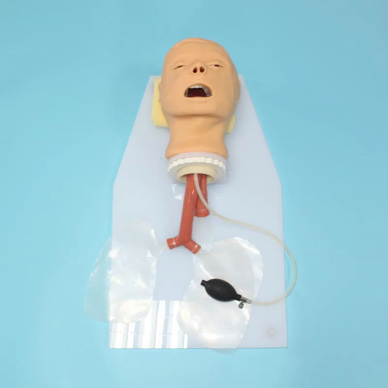Женская модель для тренировки дыхательных путей интубации Trachea WBW359 | Канцтовары