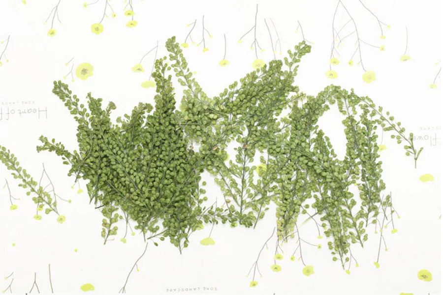 60 шт прессованный высушенный Lepidium Apetalum лист гербарий из растений для ювелирных изделий чехол для телефона закладка для скрапбукинга пригласительных открыток