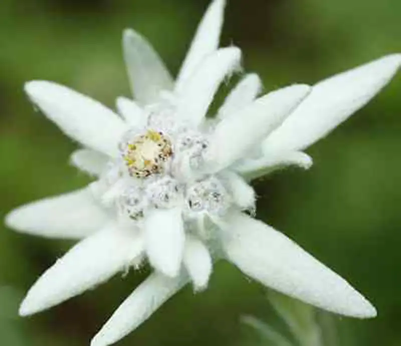 Медаль в стиле второй мировой войны немецкая горная Кепка EM EDELWEISS маленький