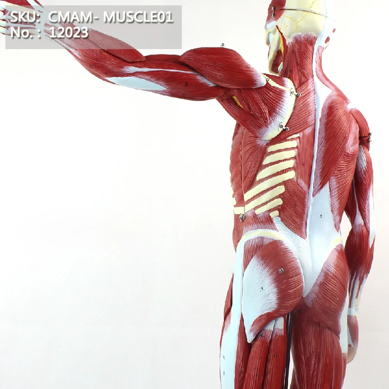 CMAM-MUSCLE01 Пронумерованы 78 см Высокая Анатомических Человеческого Мышечной Рис Модель, 27-parts, 1/2 Жизнь Размер