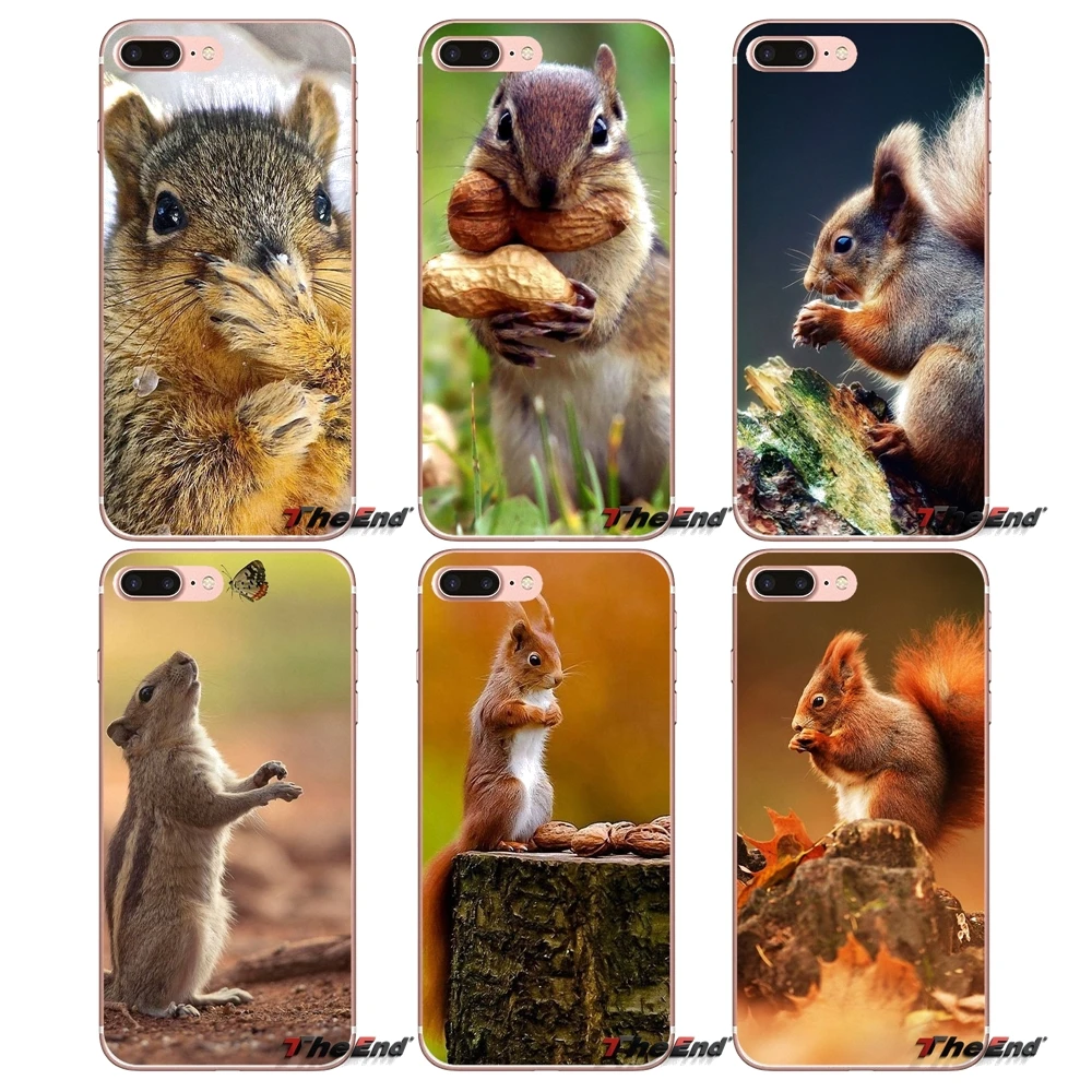 Силиконовый чехол для iPhone X 4 4S 5 5S 5C SE 6 6S 7 8 Plus Samsung Galaxy J1 J3 J5 J7 A3 A5 2016 2017 Red Squirrel Sciurus