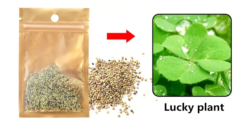 Lucky Plant Легко выращивать аквариумные растения вода трава Семена аквариум декорация для аквариума Пейзаж орнамент водоросли - Цвет: Lucky Plant