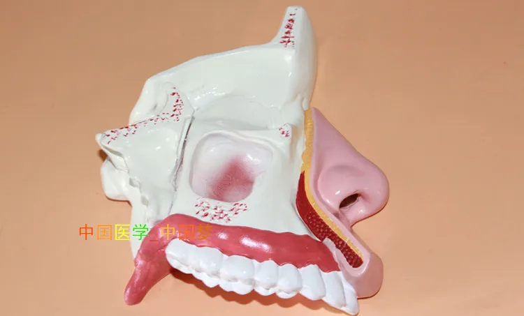 

ENT medical model nasal anatomical model muzzle nose nasal cavity model structure model human nose model