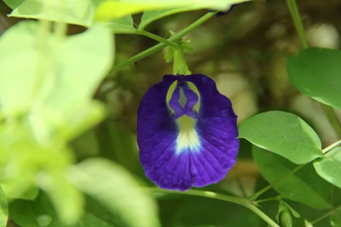 50 г высококачественный чай Clitoria Terna. Чай в горошек с голубыми бабочками. Сушеные вечерние цветы Clitoria kordofan