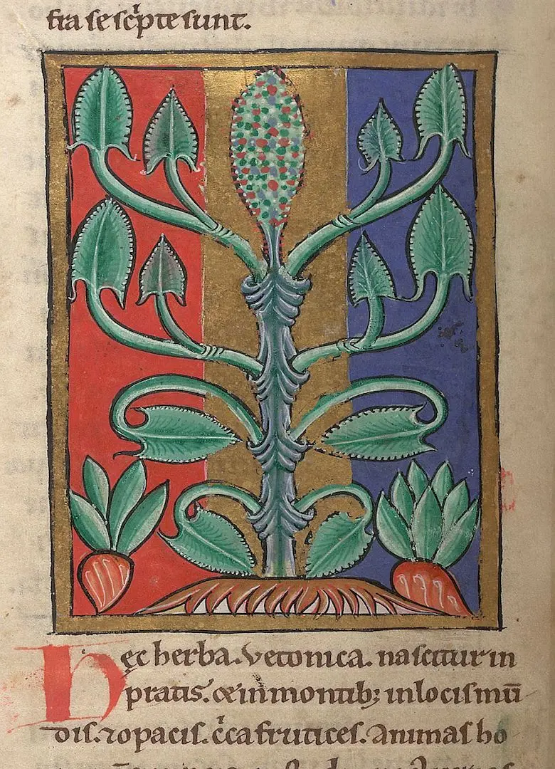 Винтаж медицинских и травяной энциклопедия Плакаты плакат из крафт бумаги