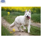 Алмазная 5D картина сделай сам, вышивка Белая швейцарская овчарка, полная выкладка, мозаика для домашних животных, наклейки, домашний декор