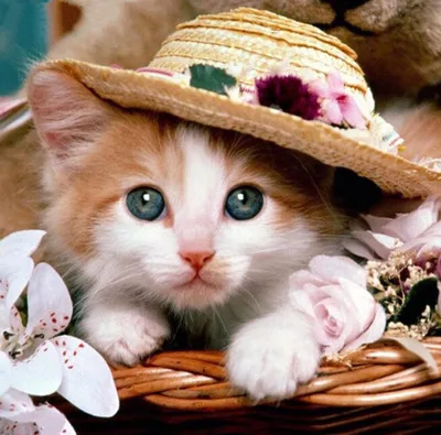 DIY Полная Алмазная вышивка кошка полная алмазная живопись пейзаж крест стежка