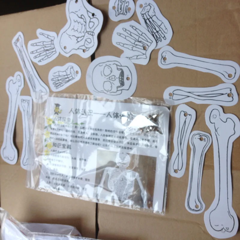 1 Набор ручная работа модель скелетной структуры научный эксперимент