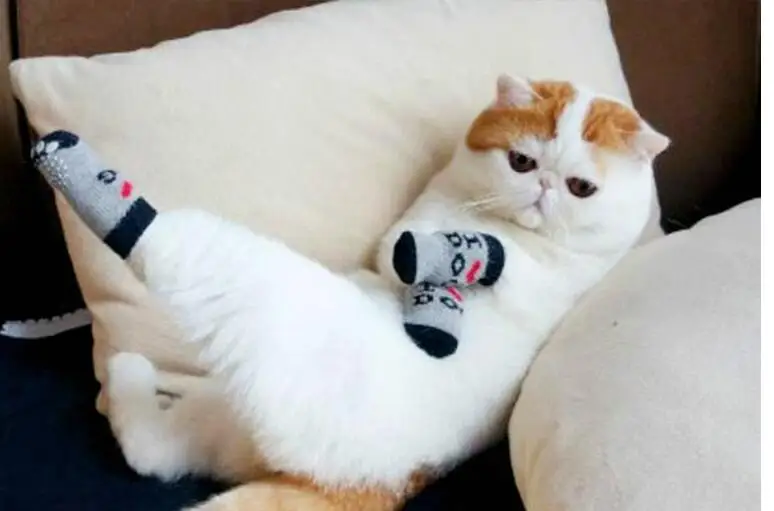 Носки для собак домашних животных носки домашняя обувь наборы ножек кошек