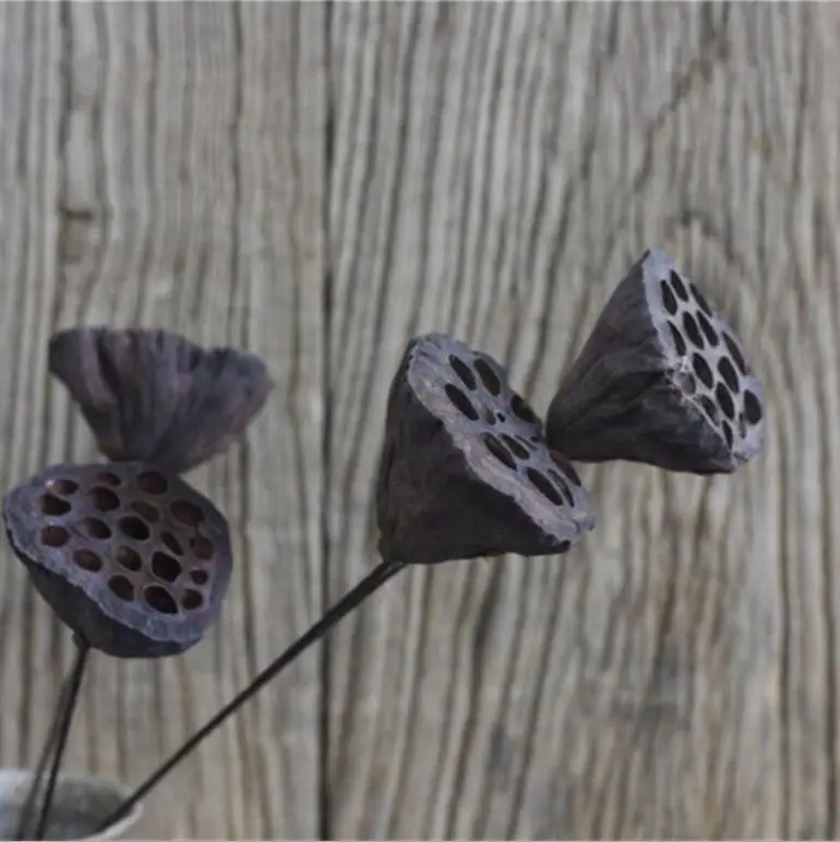 10 шт. лотоса Seedpod сухих цветов для Свадебная вечеринка домой отель украшения DIY
