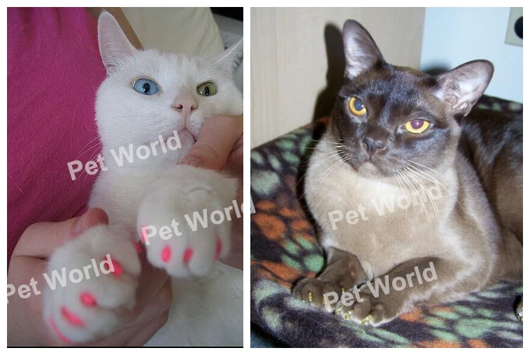 200 шт./лот мягкие колпачки для груминга кошек и на пальцы защитные когтей