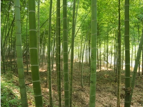 100seeds/bag Freshly picked bamboo seed Mao large rice edible seeds |