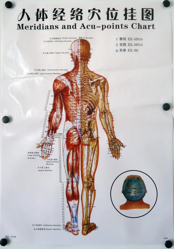 

3pcs/sets Human Meridian Acupuncture Point Health Therapy Medical Massage Acupuncture Acupoints Map In Chinese-English