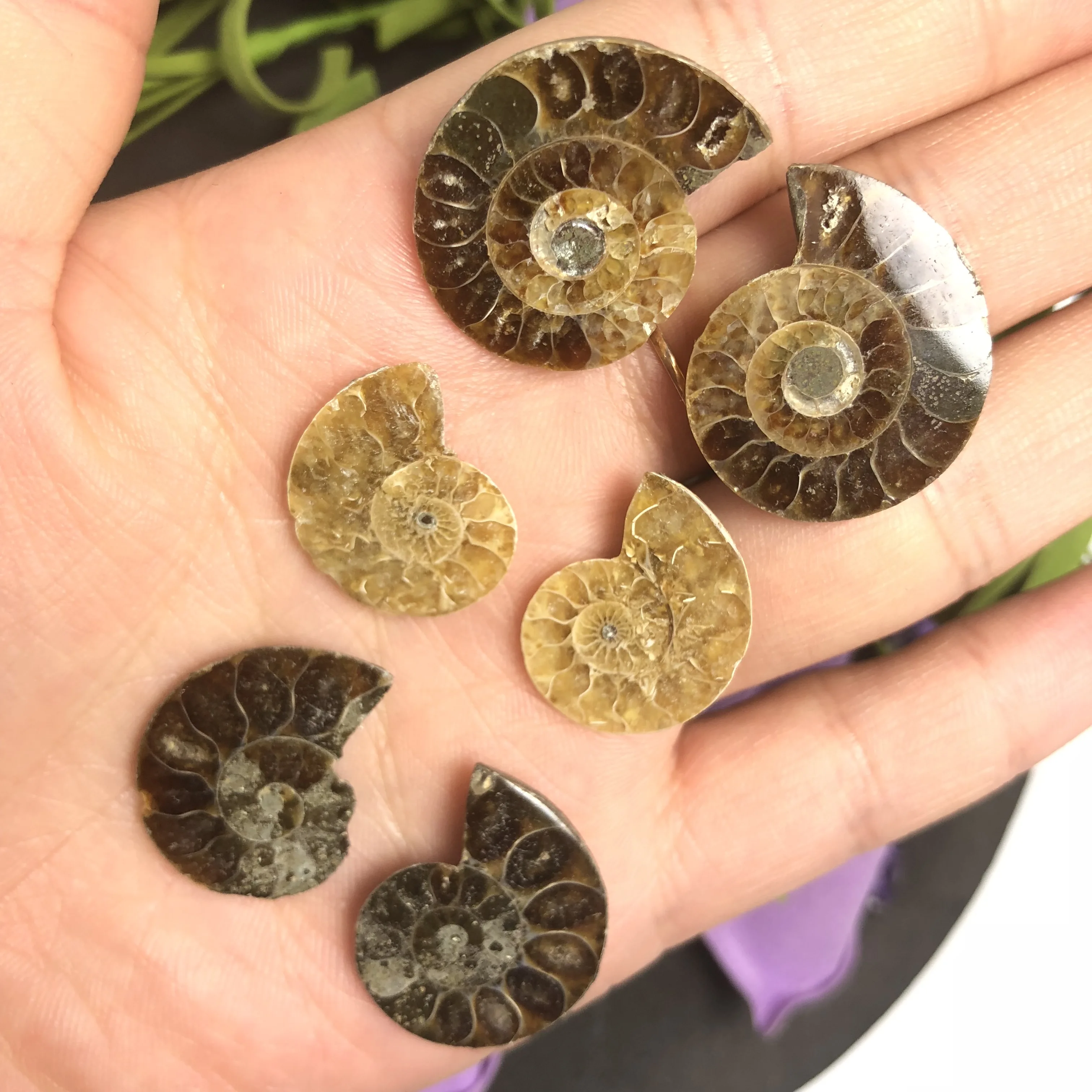 Натуральный Полированный козий гудок окаменелости аммониты Conch douvileras