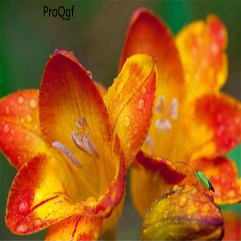 Ngryise 20 шт набор Freesia hybrida