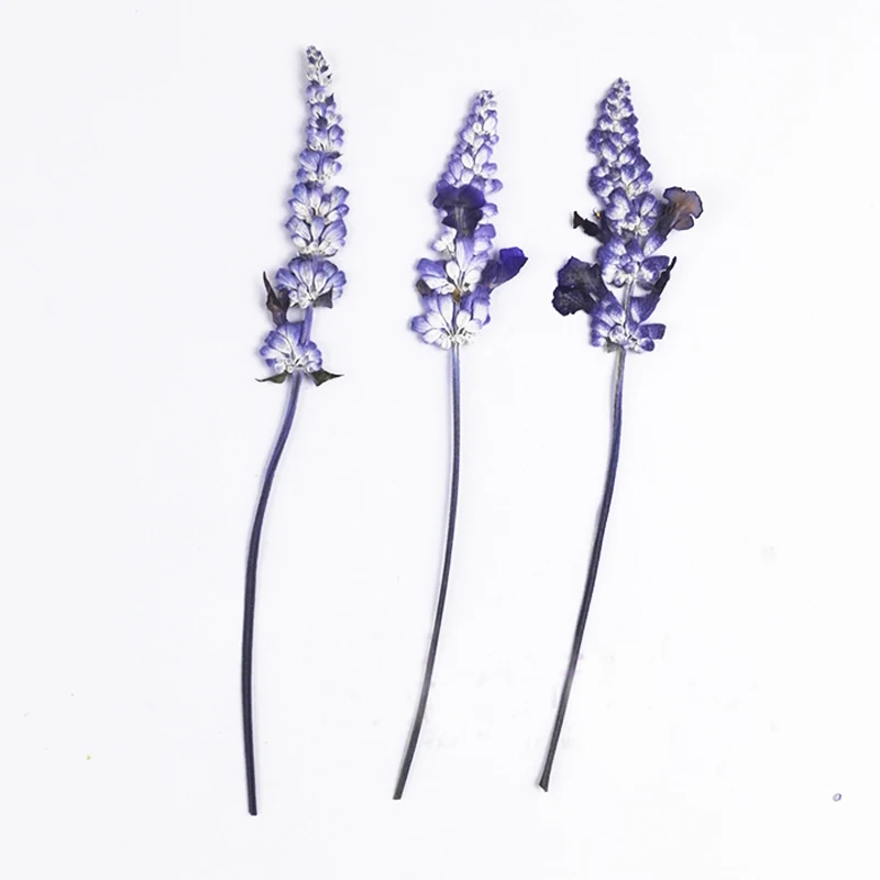 10 шт. сушеные натуральные синие цветы лаванды для ногтей|flowers for|natural dried flowersgift flower