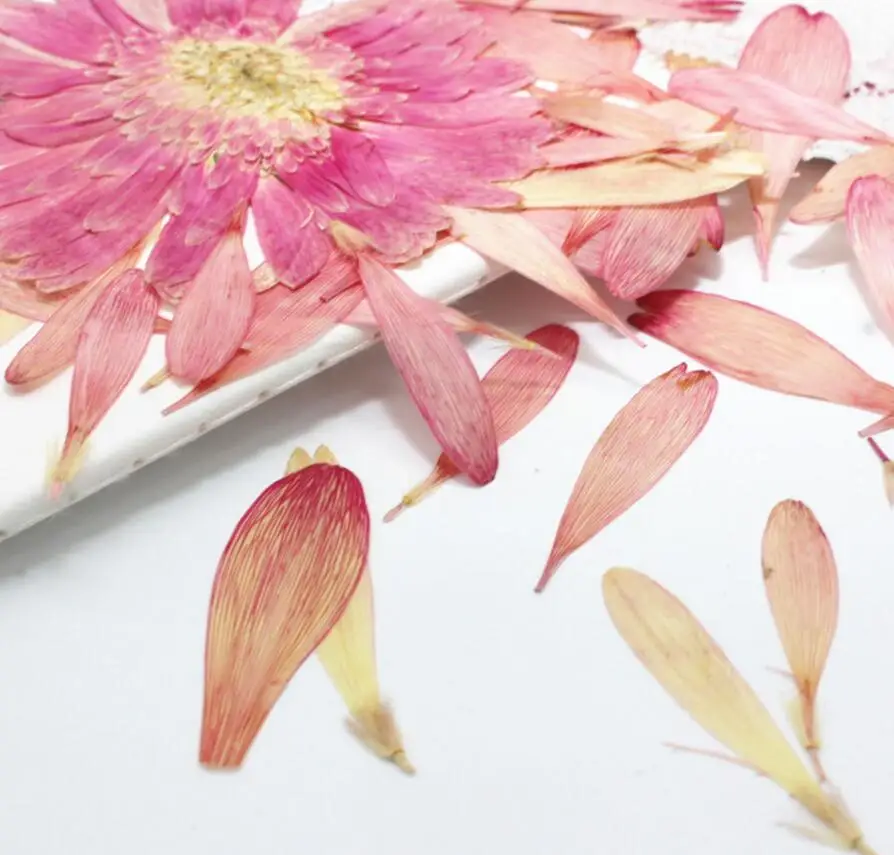 

60pcs Pressed Dried Gerbera jamesonii Bolus Petals Flower Plant Herbarium For Jewelry Postcard Invitation Card Phone Case DIY