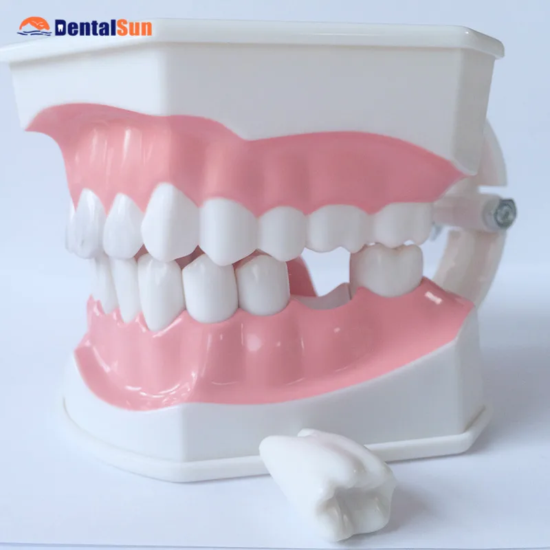 

Dental Orthodontic Teeth Model/G-Brushing Model HST-N10