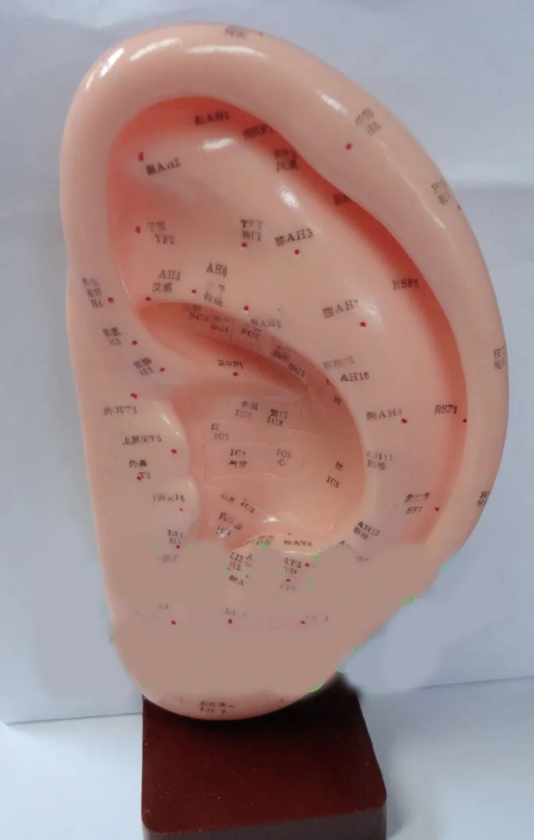 

free shipping 22 cm standard ear acupuncture model with English code ear model acupuncture model