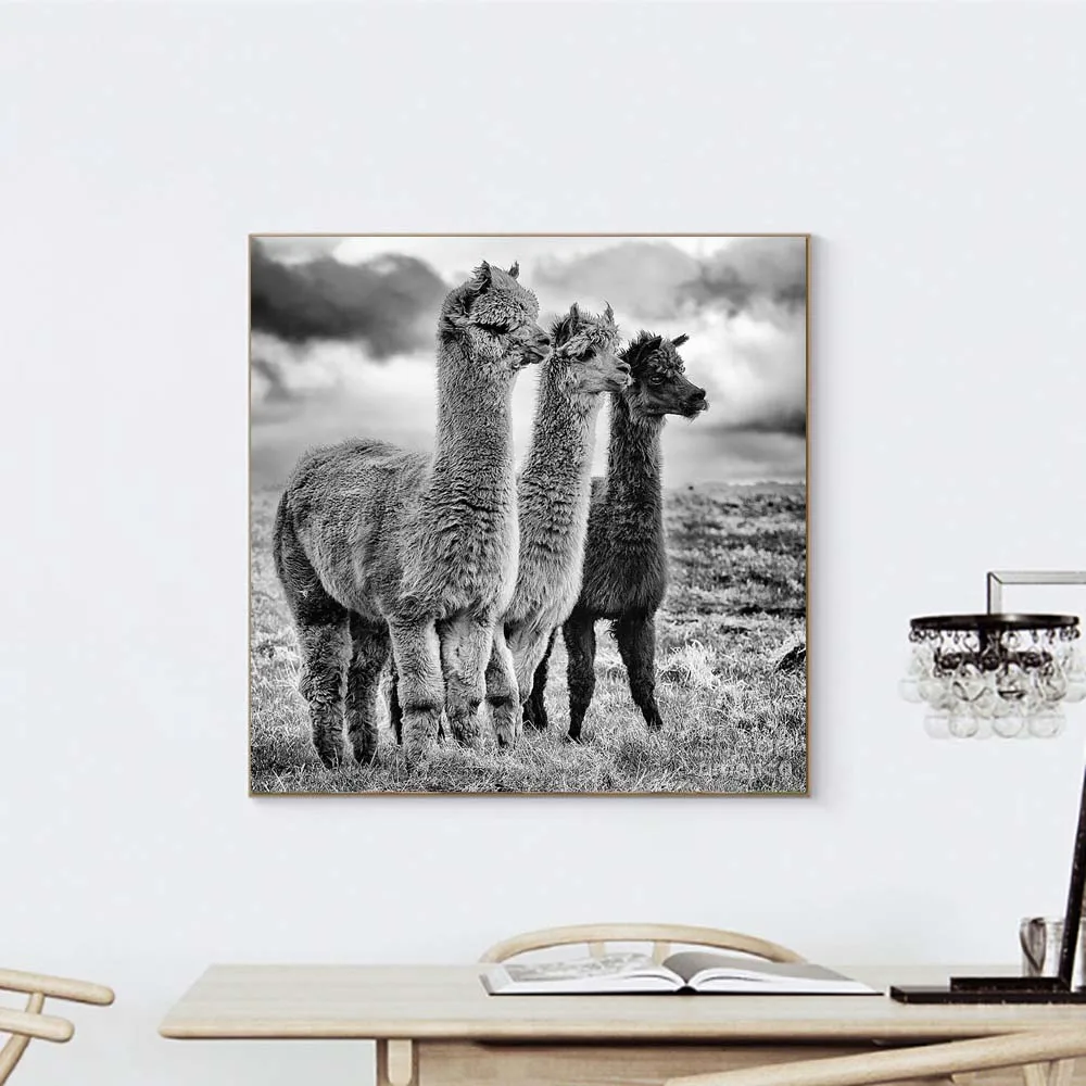 Модный черно белый постер из ламы с изображением животных холст постеры и принты