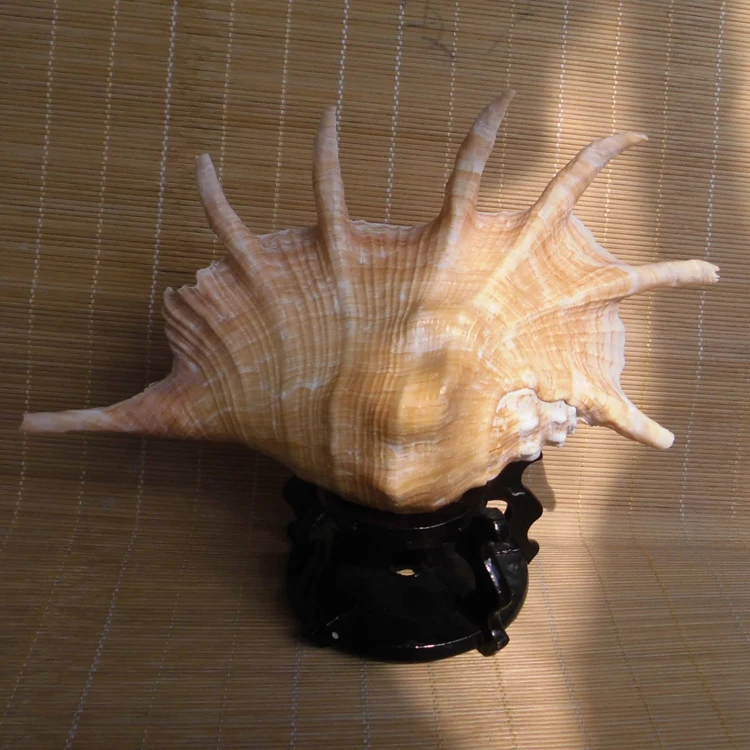 Морские ракушки натуральное ремесло большой паук для украшения аквариума