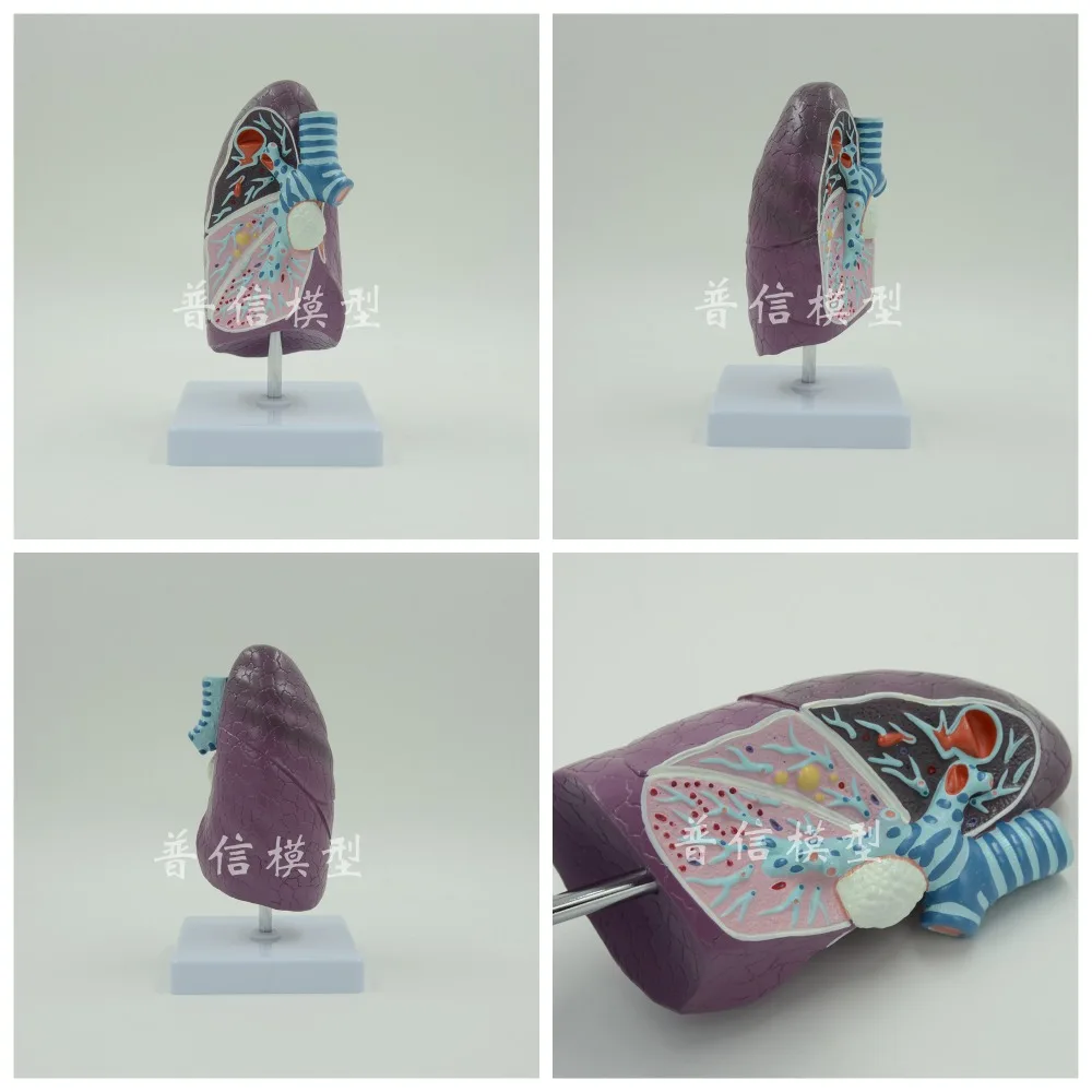 2/3 легких человека анатомическая модель отдела дыхания легочной сегментов