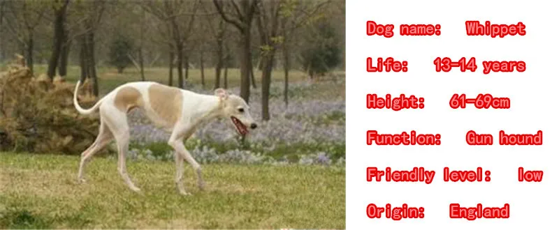 Mdogm, броши и булавки в виде собаки Whippet, милые забавные металлические значки на ошейник для маленького отца, модный подарок для мужчин B064