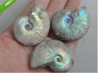 3/93 г карбоновое орошение Юрского периода|fossil fossils|fossils madagascarfossil ammonites |