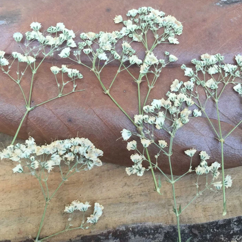 12 шт. натуральный прессованный цветок для изготовления карт и Цветочная