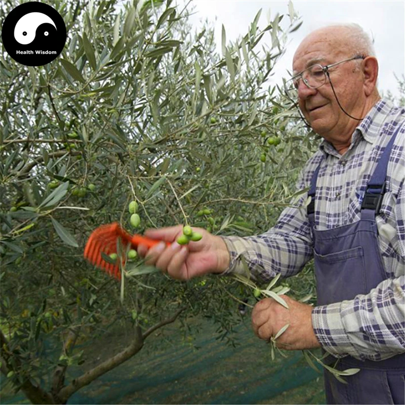 Купить Olea Europaea Tree Semente 24 шт растительные оливки дерево для Olivaris Fruit Gan Lan
