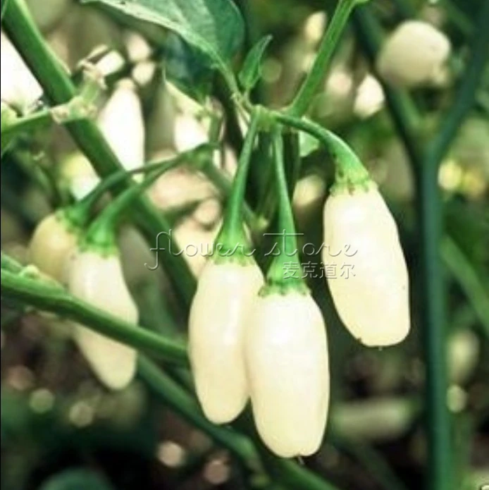 Редко 20 перуанский белый перец habanero огород декоративные семена Бесплатная