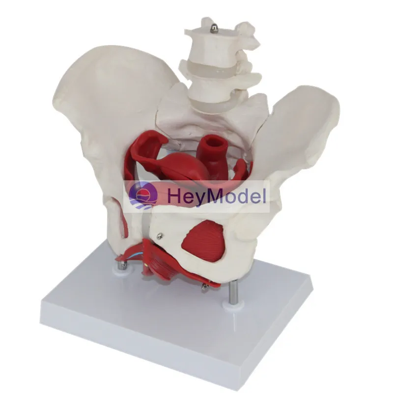 

HeyModel Human spine model with Base