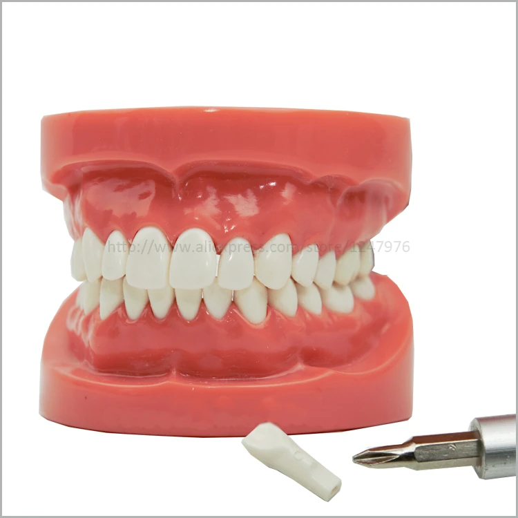 

Dental removable dental model dental tooth arrangement practice model with screw teaching simulation model oral materials