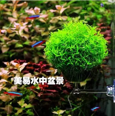 Водный пейзаж Подводный ландшафт раковина водные растения в цилиндре