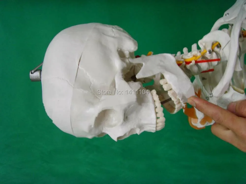 Free shipping&amplife - size human bone skeleton model 170cm with ligament Whole Medical teaching | Канцтовары для офиса и