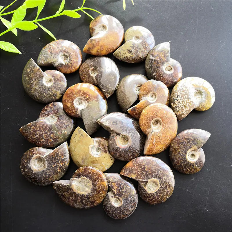 Натуральные раковины цельный аммонит ископаемые образцы Мадагаскарский образец