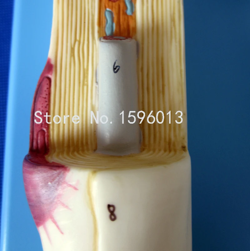 Популярная модель нейрона анатомическая человеческого мозга|model 4 stroke engine|models