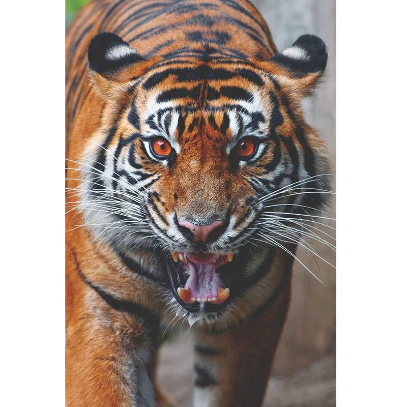 5D алмазное ремесло картина Angry Tiger Алмазная вышивка мультфильм Сделай Сам Кубик