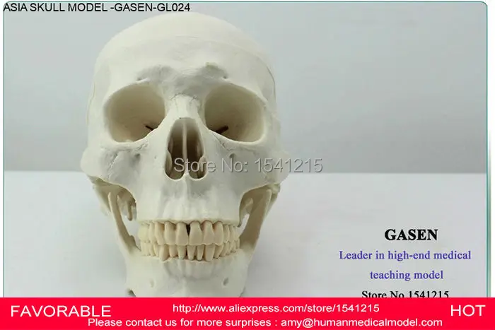 Медицинский учебный медицинский человеческое тело азиатское издание