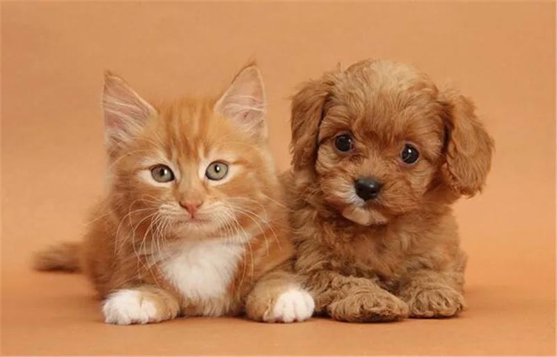 2019 горячая распродажа новейшая 5D алмазная картина сделай сам квадратная вышивка