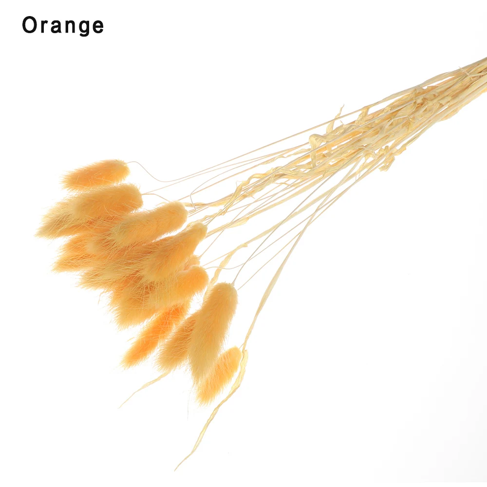 orange Новинка, 20 шт., кролик, хвост, трава, Натуральные сушеные цветы, искусственные украшения, Цветочная композиция, лагурус оватус, настоящая трава, букет, реквизит - Цвет: orange