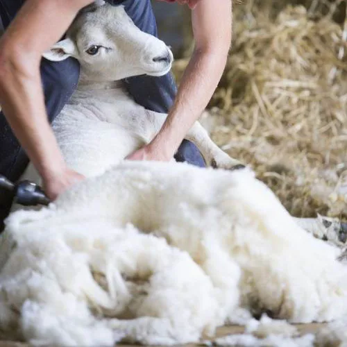 Бесплатная доставка 690 Вт электрическая для стрижки овец ножницы Ножницы Резак