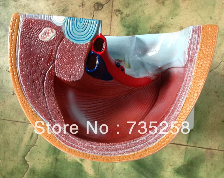 Сечение таза женщин (1 часть) сагиттальная Анатомия женщин|female anatomy|female pelvisfemale human |