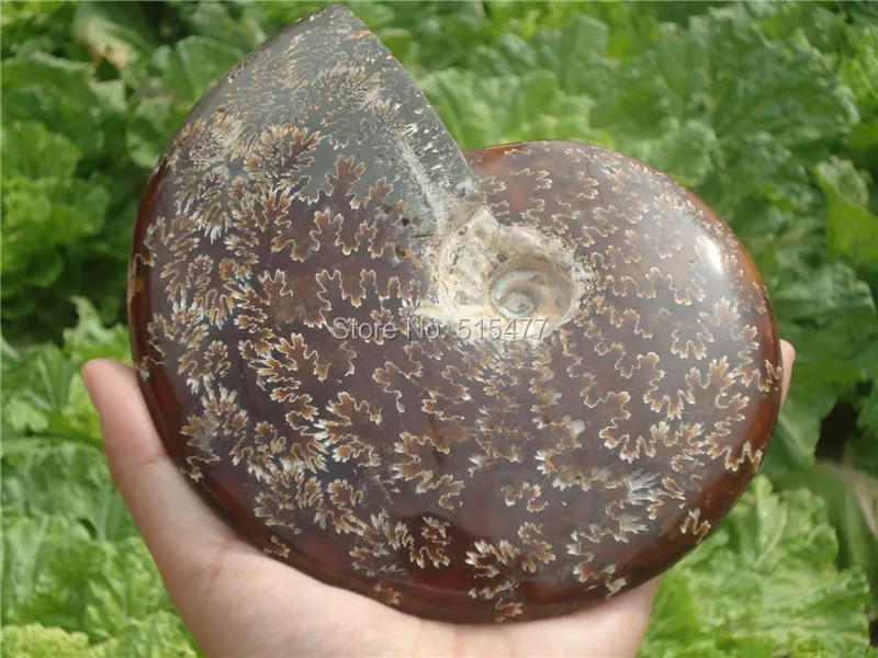 

1000g Natural conch specimens of Madagascar