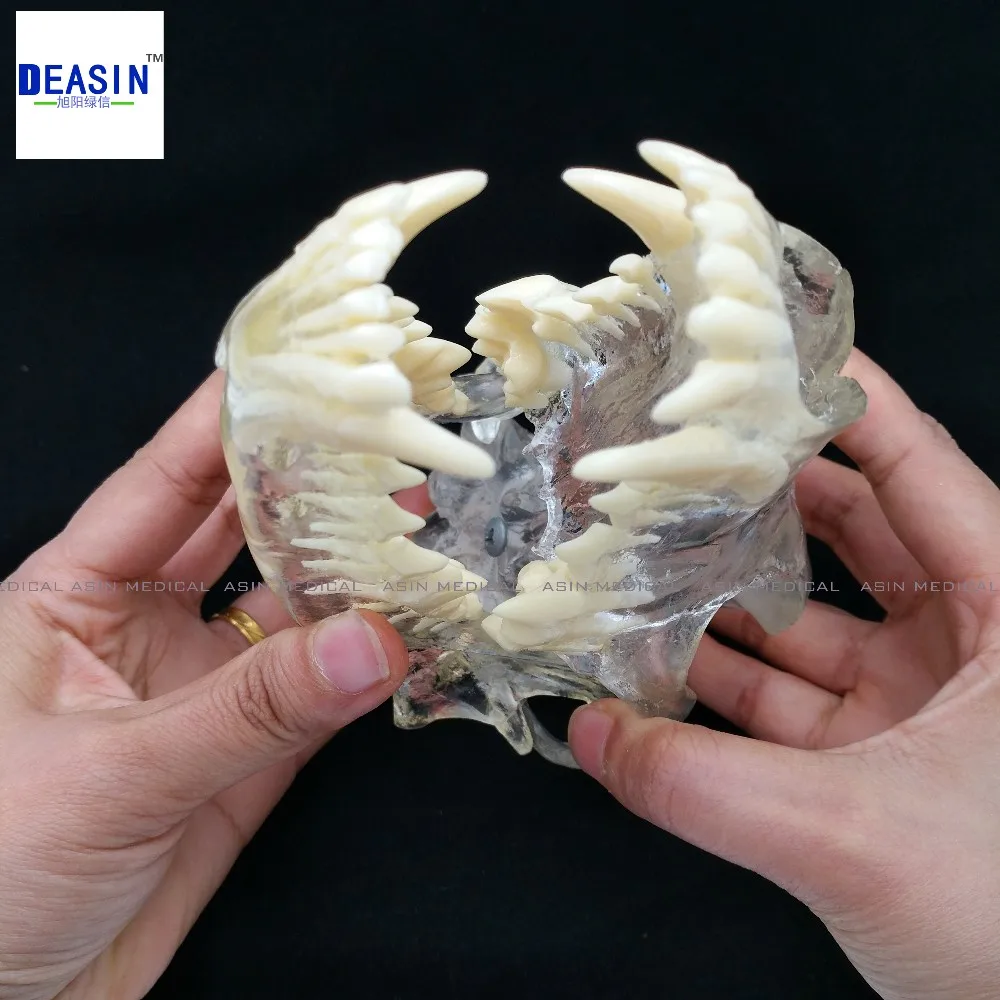 Собака Dentition модели зубы собаки Череп кости челюсти прозрачный раствор строгания преподавания ветеринарной животных модель образцов