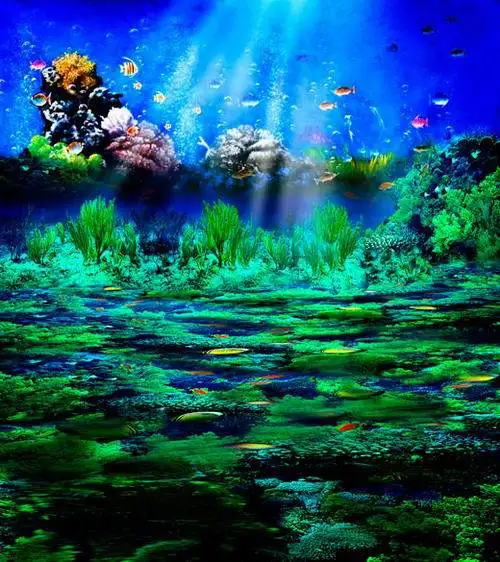 

8x8FT Under Blue Sea Bed Weeds Fish Coral Reef Rocks Custom Photo Studio Background Backdrop Vinyl 240cm x 240cm