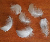 200pcslot 4 6cm loose light grey goose coquille feathersgrey goose feathers for bridal accessories fascinators more