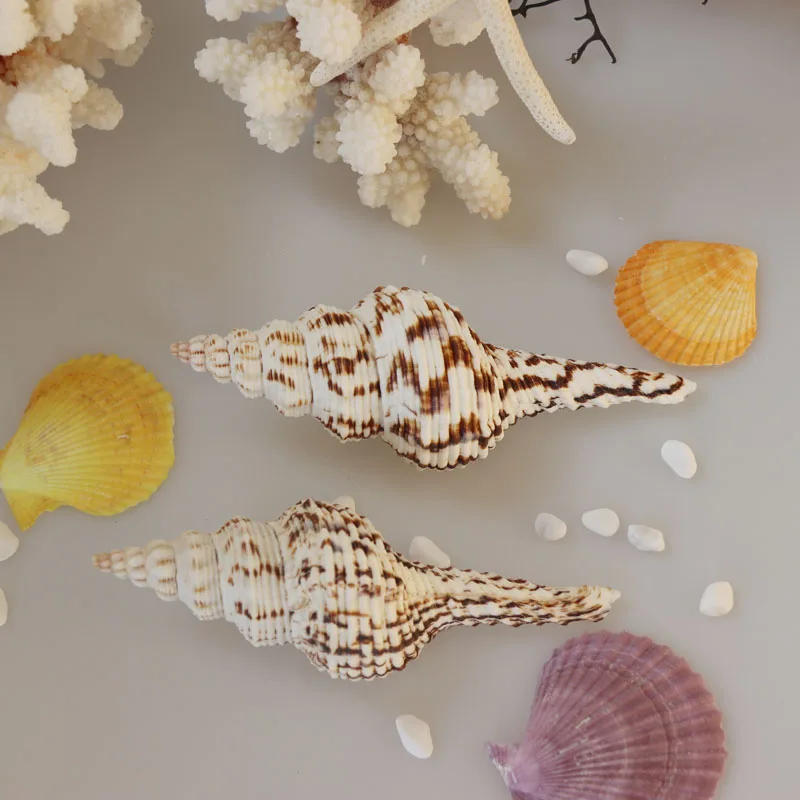 Бесплатная доставка (5 шт./лот) Шпиндель сасбери натуральная оболочка и ракушка