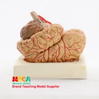 human 11 brain assembly brain artery anatomy human brain model medicine teaching mdn004