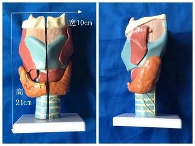 

human throat Anatomical Model Organ Anatomy medical Human specimens model free shipping